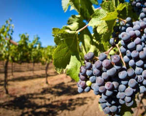 &quot;Кримські вина&quot; роблять з одеського винограду - винороб