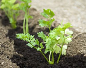 Зелень лучше сеять под зиму