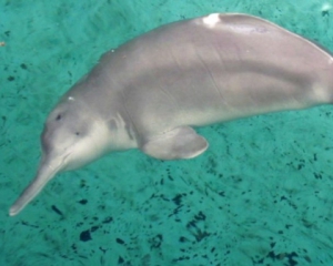 Вчені знайшли у річці дельфіна, який вважався вимерлим