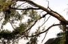 Школьница чудом выжила под поваленным деревом