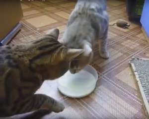 Вежливые коты не могут поделить одной на двоих миски молока
