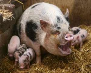 В 4 областях обнаружили африканскую чуму свиней