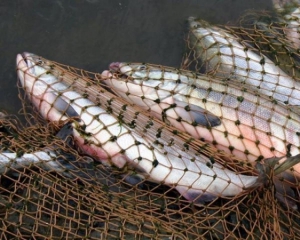 Браконьеры наловили рыбы на 22 тысячи гривен