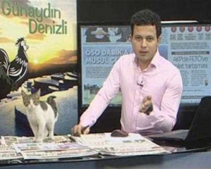 Котенок лег на стол телеведущего во время прямого эфира
