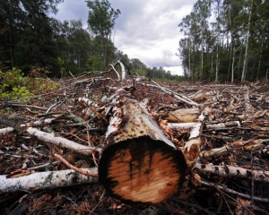 Розкрадачу лісу призначили півмільйона застави