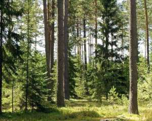 У парку вирубали дерев на 161 тисячу гривень