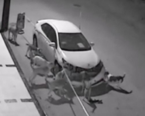 Собаки погрызли припаркованное авто на части