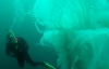 Сеть поразило видео встречи дайвера с гигантской медузой