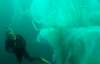 Мережу вразило відео зустрічі дайвера з гігантською медузою