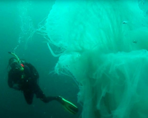 Мережу вразило відео зустрічі дайвера з гігантською медузою