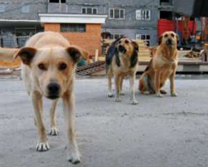 Товариство захисту тварин порахувало бродячих собак