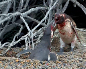 Кровавая драка пингвинов взорвала интернет