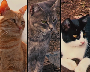 Кошачья служба в АТО - в сеть выложили смешное видео