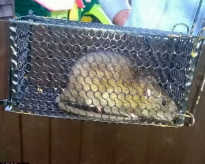 Велетенські щури тероризують село