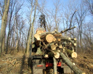 Незаконно вырубили 70 ценных деревьев