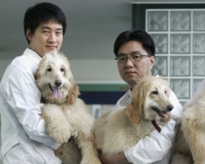 В Китае поставят рекорд по клонированию животных