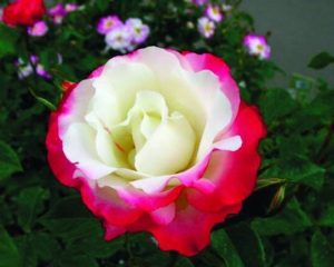 Розы Хамелеон меняют цвет