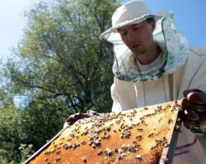 Експерт розповів, чому бджолярів включили до державних професій
