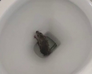 Крыса вылезла из унитаза в квартире