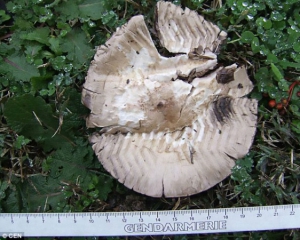 Злодія піймали завдяки грибу