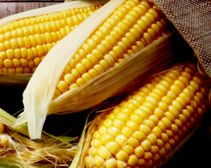 Різко зріс імпорт насіння кукурудзи