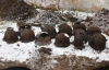 Нацистские каски нашли на территории "Тюрьми на Лонцкого"