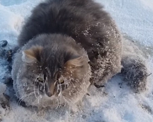Кота освободили из ледяного плена