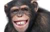 Ученые обнаружили у шимпанзе невероятные привычки