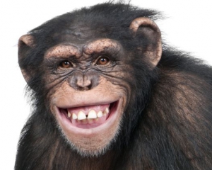 Вчені виявили у шимпанзе неймовірні звички