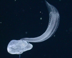 Ученые обнаружили морское животное, которого не видели более 100 лет