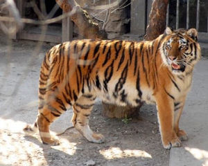 Жуткое самоубийство: мужчина прыгнул в клетку к тиграм