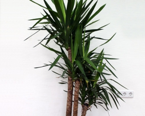 Після пересадки юка скидає листя