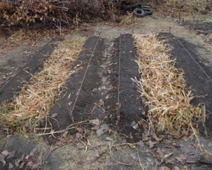 Эко-урожай на теплых грядках не подкармливают и не поливают