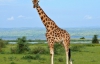 Вчені пояснили, чому вимирають жирафи