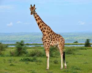 Вчені пояснили, чому вимирають жирафи