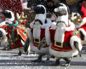 Пингвины прошли на параде в новогодних костюмах