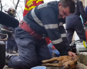 Пожарный спас собаку, сделав искусственное дыхание