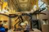 Скелет динозавра продали за миллион евро