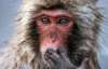 Вчені переконані, що мавпи можуть говорити