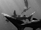 Модель Мариса Пепен снялась для каленаря с небезопасными акулами.