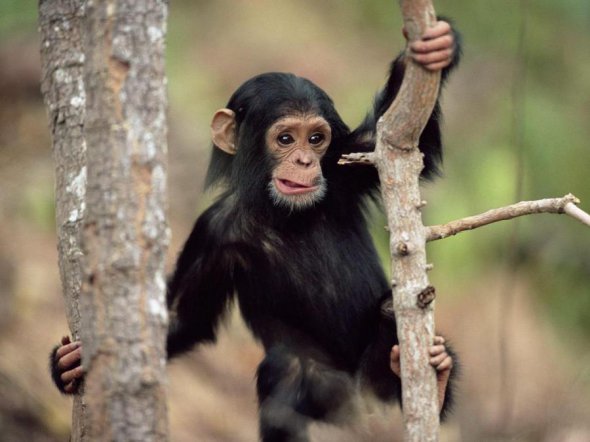 Мавпи люблять лаятися та жартувати