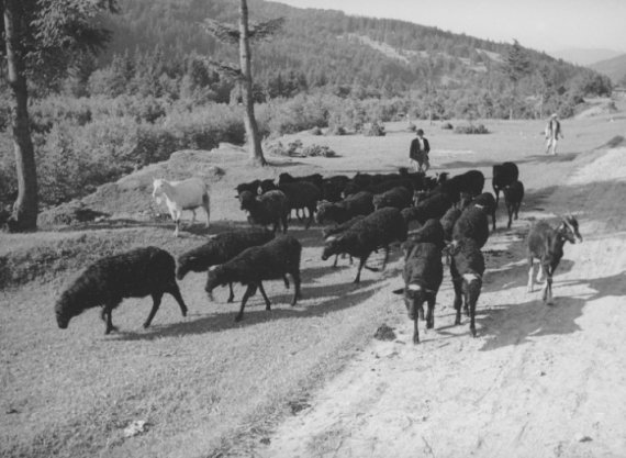 В течение 1919-1939 годов Пороги входили в состав Польши