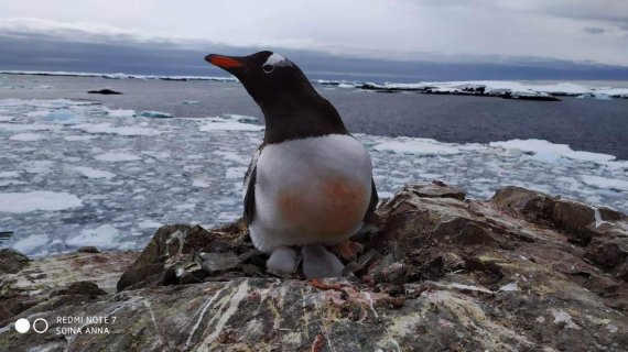 Фото: facebook.com/AntarcticCenter