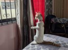 Коти-шпіони кумедно слідкують за сусідами