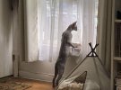 Коти-шпіони кумедно слідкують за сусідами