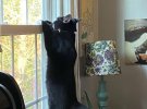 Коты-шпионы смешно следят за соседями