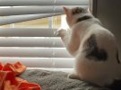 Коты-шпионы смешно следят за соседями