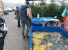 Карп в Польше продают в специальных бассейнах. Килограмм от 100 гривен