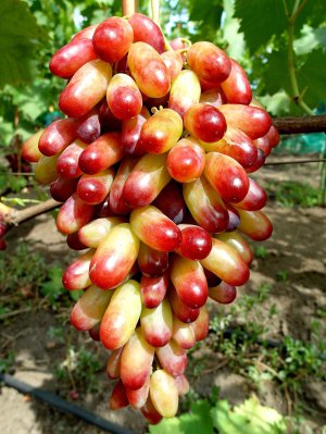 Грона японського винограду Манікюр фінгер важить 1,5 кілограми