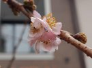 "Бешеная" сакура на Закарпатье цветет зимой